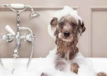amenizar o calor dos cachorros no verão
