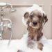 amenizar o calor dos cachorros no verão