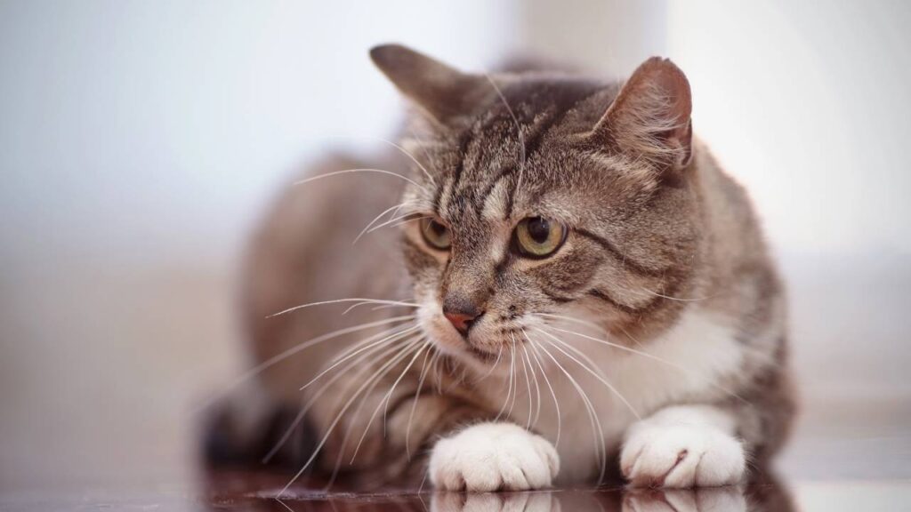 bigode de gato