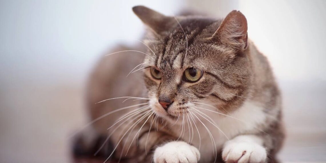 bigode de gato
