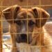 “Não eram para serem apenas cães”: veterinária protege animais de adoção perigosa