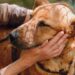 Cachorrinha aguarda adotante que prometeu voltar e nunca mais apareceu no abrigo