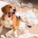 nome engraçado para cachorros