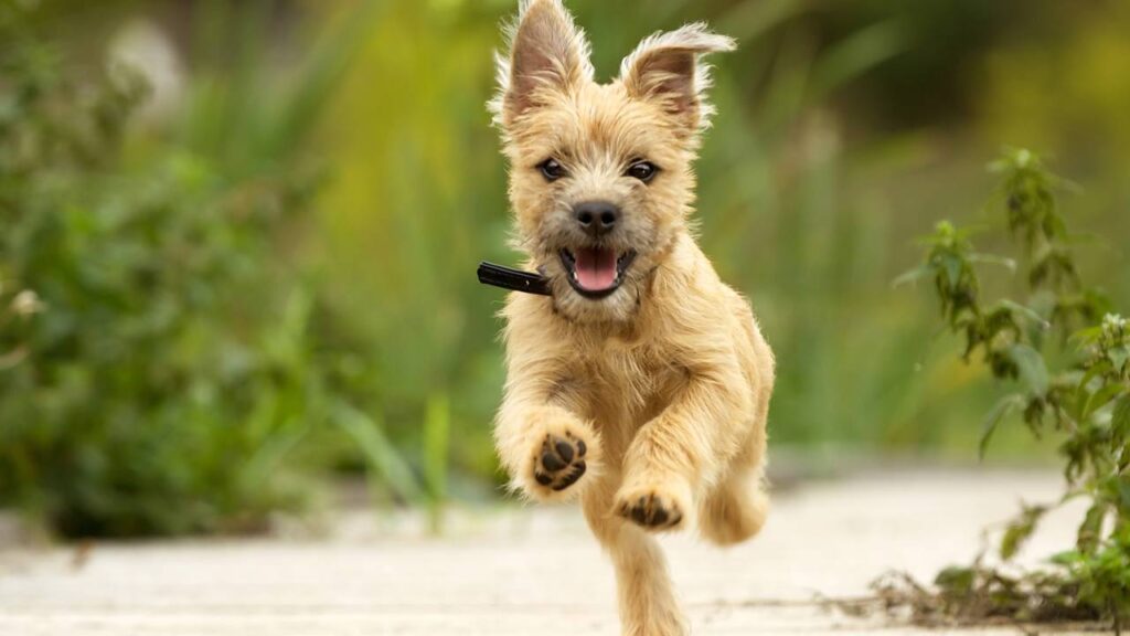 nome para cachorro brincalhão