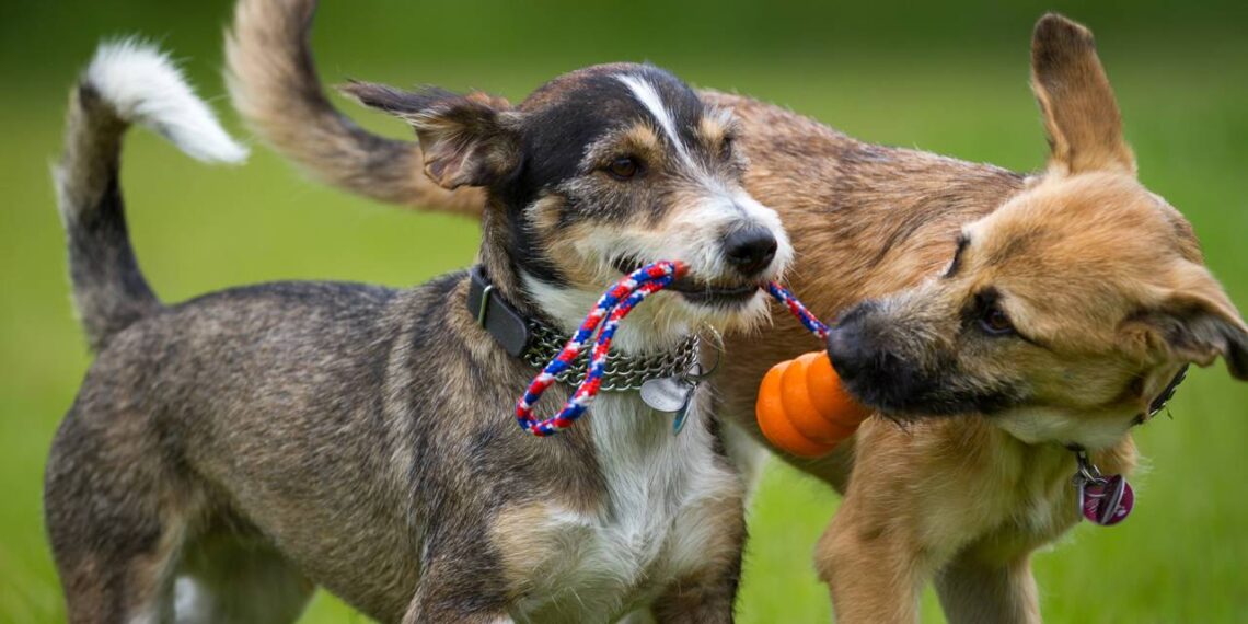 Sem cordas, nem bolas: este é o brinquedo simples que transforma a diversão do seu cão no quintal