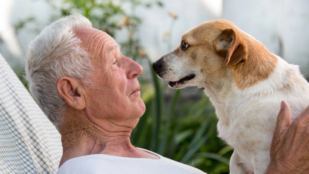 7 raças de cães ideias para idosos