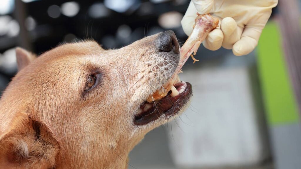 dar osso para cachorro