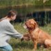 O treinamento para que o cachorro