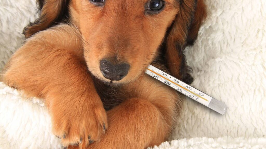 cinomose canina