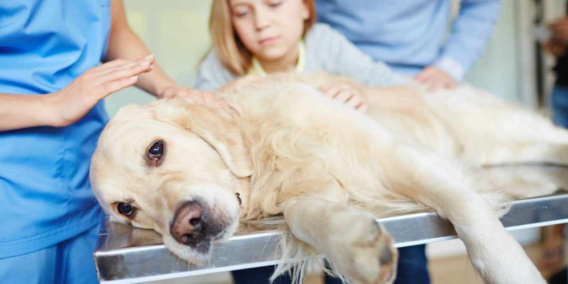 cinomose canina