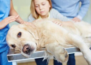 cinomose canina