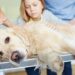 cinomose canina