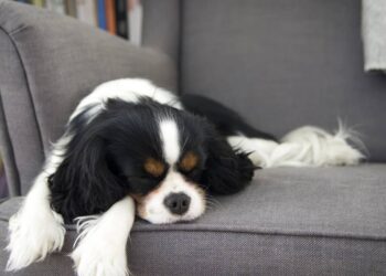 cachorro dormindo muito