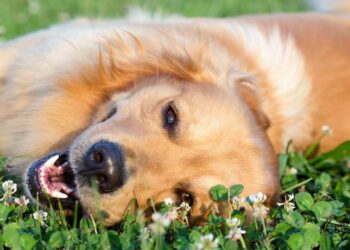 Ideias de nomes delicados para cachorrinhos que encantam logo na primeira chamada