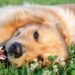 Ideias de nomes delicados para cachorrinhos que encantam logo na primeira chamada