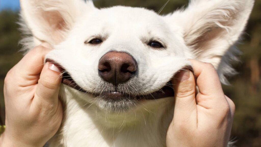 nome para cachorros