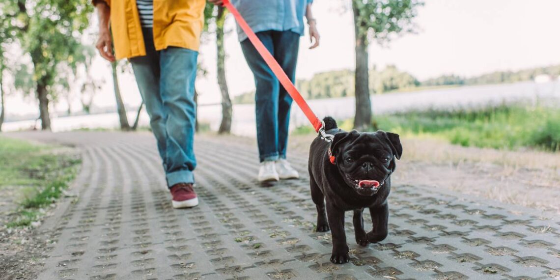 Por que seu cachorro demora tanto para encontrar um lugar para fazer cocô?