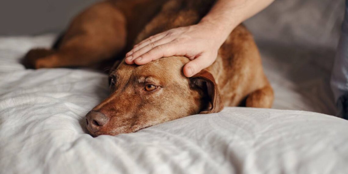 História de cão e gato ilesos após capotamento comove as redes sociais e abre alerta sobre segurança de animais na estrada