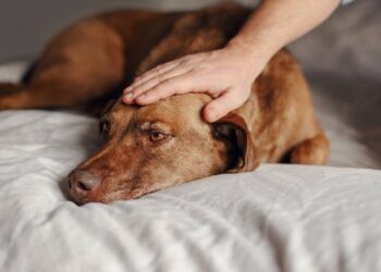 História de cão e gato ilesos após capotamento comove as redes sociais e abre alerta sobre segurança de animais na estrada