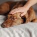 História de cão e gato ilesos após capotamento comove as redes sociais e abre alerta sobre segurança de animais na estrada