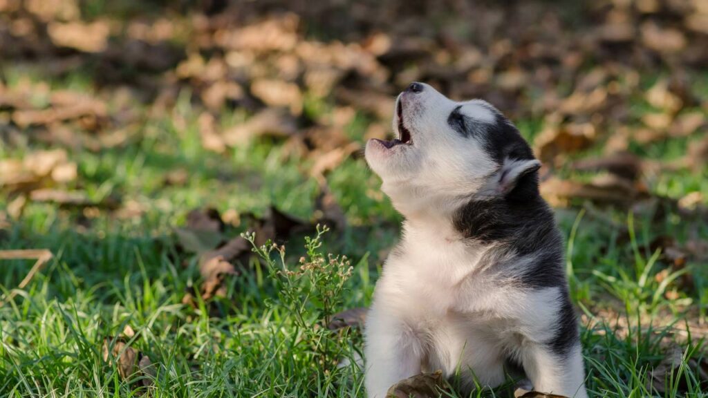 cachorro uivando