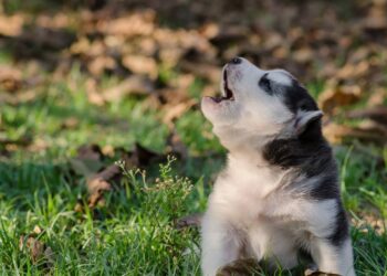 cachorro uivando