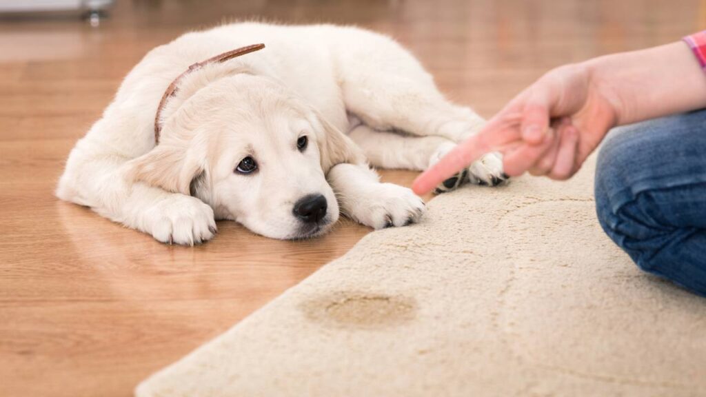 cachorro fazendo xixi dentro de casa