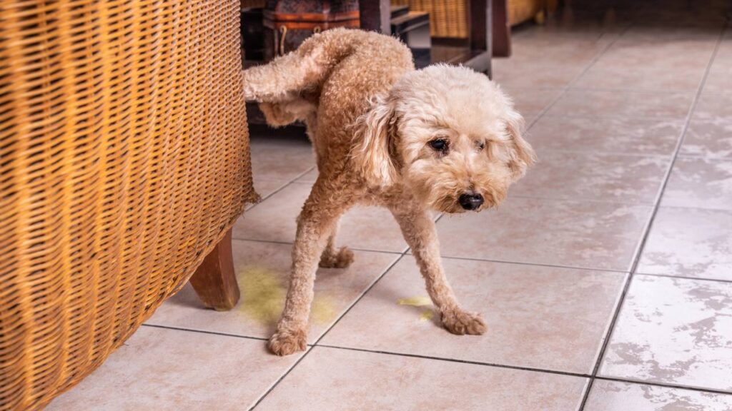 cachorro fazendo xixi dentro de casa