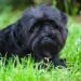 6 ideias de nomes para cachorros pretinhos e sapecas