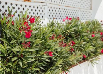 A forma mais simples de criar um jardim organizado e cheio de cor em casa