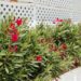 A forma mais simples de criar um jardim organizado e cheio de cor em casa