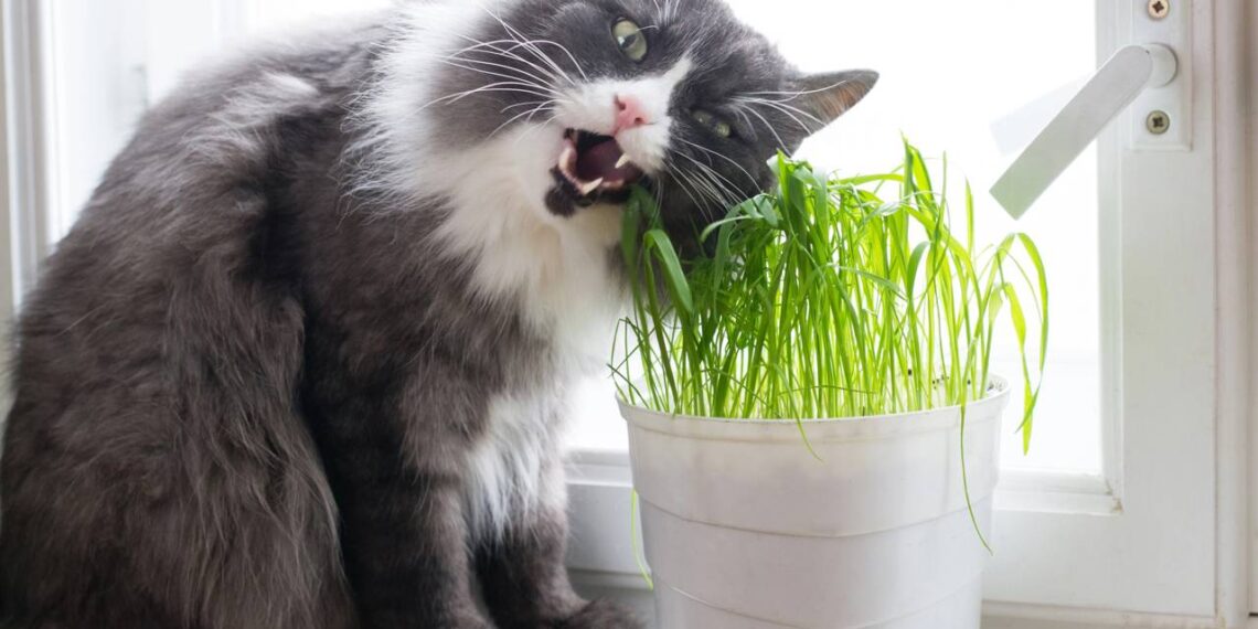 gato comendo catnip