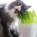 gato comendo catnip