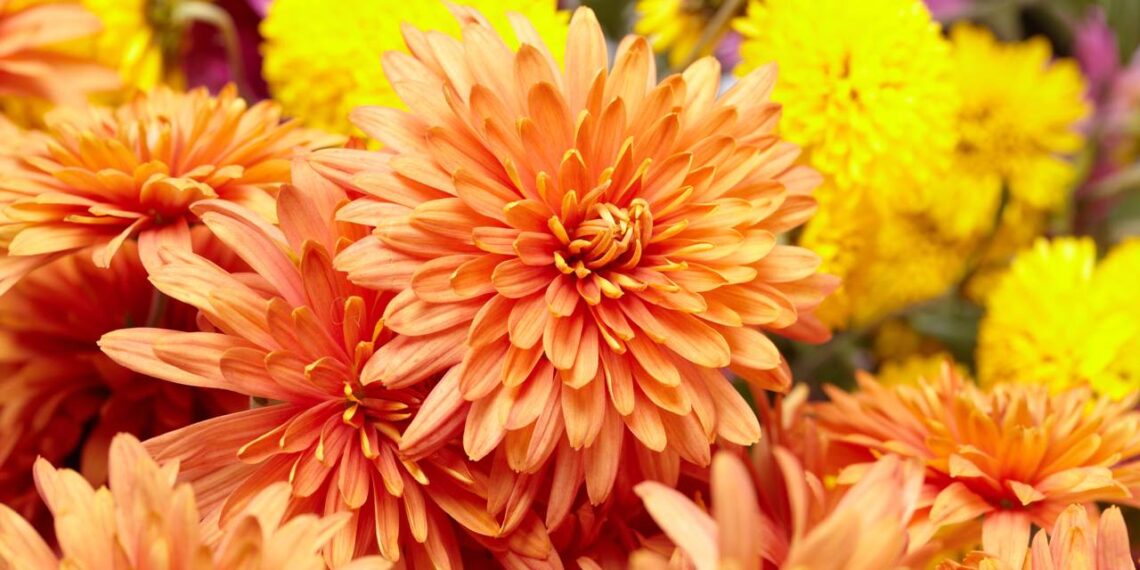 flor de crisatemo
