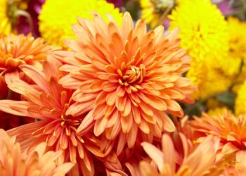 flor de crisatemo