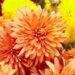 flor de crisatemo