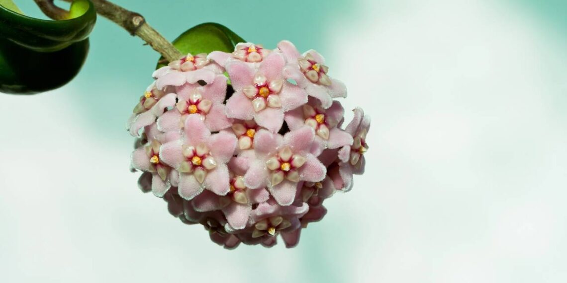 flor de cera