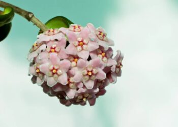 flor de cera