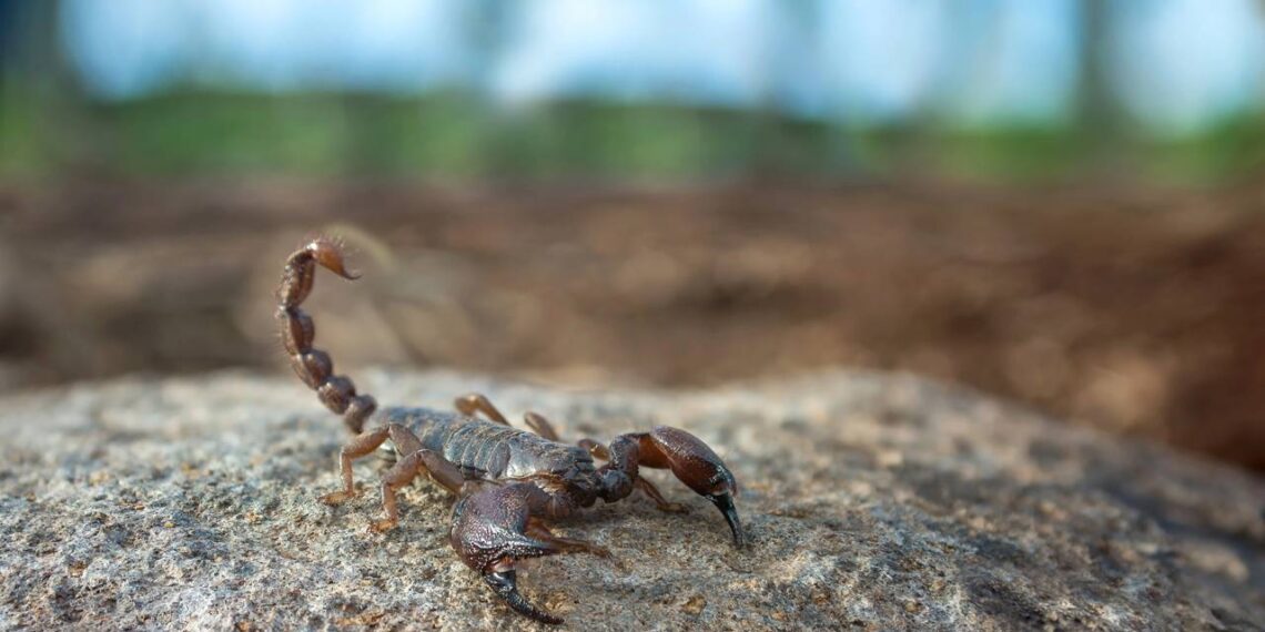 escorpião na natureza
