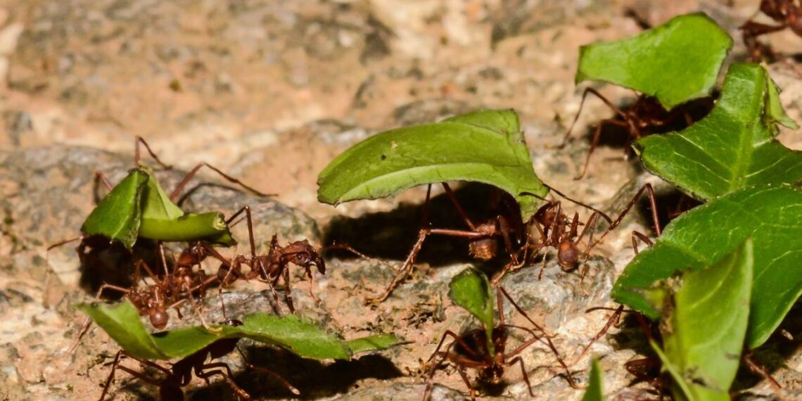 formgia cortadeira
