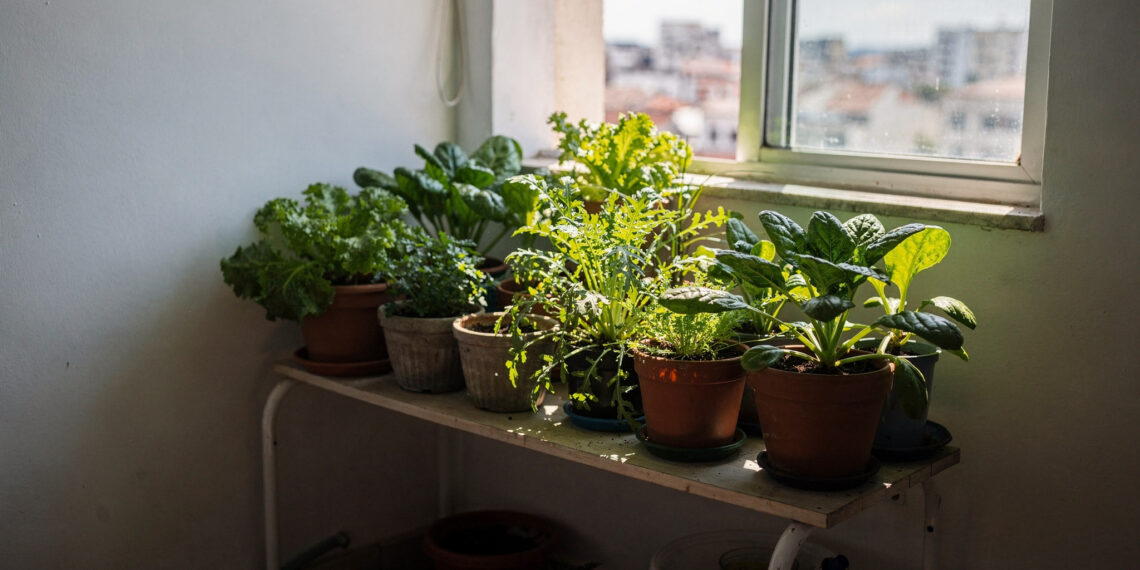 As verduras e temperos que surpreenderam especialistas da Embrapa e crescem em qualquer cantinho da casa, até onde não pega sol