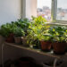 As verduras e temperos que surpreenderam especialistas da Embrapa e crescem em qualquer cantinho da casa, até onde não pega sol