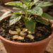 Colocar casca de banana nas plantas: para que serve e por que recomendam