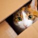 O motivo que faz seu gato trocar a caminha por caixas e gavetas da casa