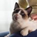 O que significa quando o gato amassa pãozinho em você?