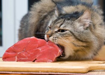 Os alimentos que você nunca deve oferecer ao seu gato e muitos tutores ainda ignoram