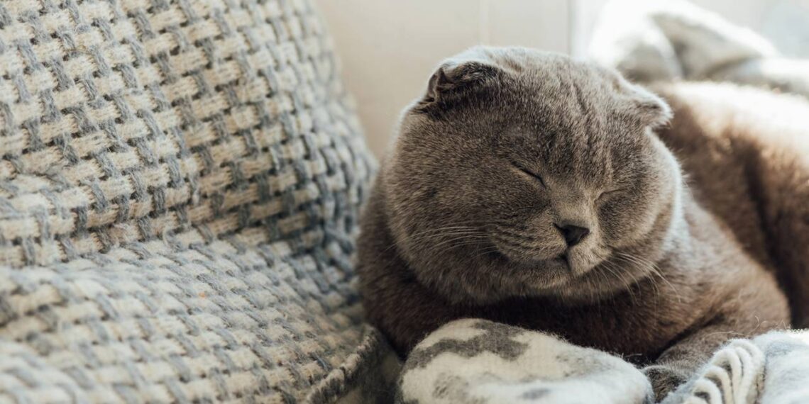 gato