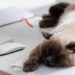 Quanto tempo seu gato realmente deveria dormir por dia e quando se preocupar