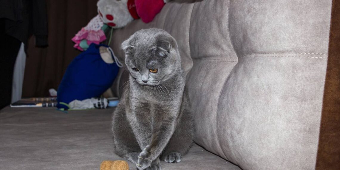 gato