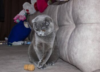 gato
